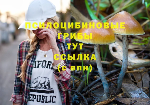 прущие грибы Новодвинск